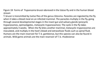 Figure 1B Forms of Trypansoma brucei obsreved in the tstese fly and in the human blood
stream
T. brucei is transmitted by tsetse flies of the genus Glossina. Parasites are ingested by the fly
when it takes a blood meal on an infected mammal. The parasites multiply in the fly, going
through several developmental stages in the insect gut and salivary glands (procyclic
trypanosomes, epimastigotes, metacyclic trypanosomes). The cycle in the fly takes
approximately 3 weeks. When the fly bites another mammal, metacyclic trypanosomes are
inoculated, and multiply in the host's blood and extracellular fluids such as spinal fluid.
Humans are the main reservoir for T. b. gambiense, but this species can also be found in
animals. Wild game animals are the main reservoir of T. b. rhodesiense
 