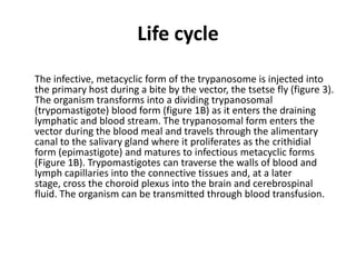 Life cycle
The infective, metacyclic form of the trypanosome is injected into
the primary host during a bite by the vector, the tsetse fly (figure 3).
The organism transforms into a dividing trypanosomal
(trypomastigote) blood form (figure 1B) as it enters the draining
lymphatic and blood stream. The trypanosomal form enters the
vector during the blood meal and travels through the alimentary
canal to the salivary gland where it proliferates as the crithidial
form (epimastigote) and matures to infectious metacyclic forms
(Figure 1B). Trypomastigotes can traverse the walls of blood and
lymph capillaries into the connective tissues and, at a later
stage, cross the choroid plexus into the brain and cerebrospinal
fluid. The organism can be transmitted through blood transfusion.
 