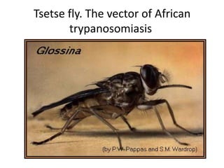Tsetse fly. The vector of African
trypanosomiasis
 