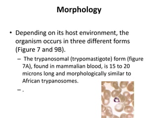 Morphology
• Depending on its host environment, the
organism occurs in three different forms
(Figure 7 and 9B).
– The trypanosomal (trypomastigote) form (figure
7A), found in mammalian blood, is 15 to 20
microns long and morphologically similar to
African trypanosomes.
– .
 