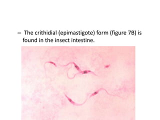 – The crithidial (epimastigote) form (figure 7B) is
found in the insect intestine.
 