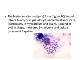 • The leishmanial (amastigote) form (figure 7C), found
intracellularly or in pseudocysts inmammalian viscera
(particularly in myocardium and brain), is round or
oval in shape, measures 2-4 microns and lacks a
prominent flagellum
 