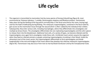 Life cycle
• The organism is transmitted to mammalian host by many species of kissing (riduvid) bug (figure 8), most
• prominently by Triatoma infestans, T. sordida, Panstrongylus megistus and Rhodnius prolixus. Transmission
• takes place during the feeding of the bug which normally bites in the facial area (hence the name, kissing bug)
• and has the habit of defecating during feeding. The metacyclic trypamastigotes, contained in the fecal material,
• gain access to the mammalian tissue through the wound which is often rubbed by the individual that is bitten.
• Subsequently, they enter various cells, including macrophages, where they differentiate into amastigotes and
• multiply by binary fission. The amastigotes differentiate into non-replicating trypomastigotes and the cells rupture
• to release them into the bloodstream. Additional host cells, of a variety of types, can become infected and the
• trypomastigotes once again form amastigotes inside these cells. Uninfected insect vectors acquire the organism
• when they feed on infected animals or people containing trypomastigotes circulating in their blood. Inside the
• alimentary tract of the insect vector, the trypomastigotes differentiate to form epimastigotes and divide
• longitudinally in the mid and hindgut of the insect where they develop into infective metacyclic trypomastigotes
• (figure 9C). Transmission may also occur from man to man by blood transfusion and by the transplacental route.
 