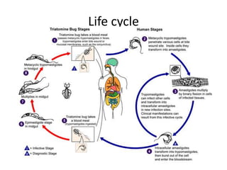 Life cycle
 