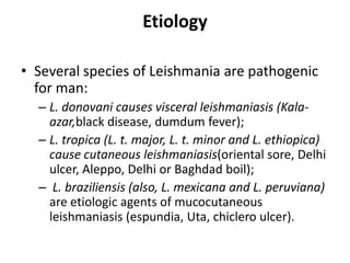 Etiology
• Several species of Leishmania are pathogenic
for man:
– L. donovani causes visceral leishmaniasis (Kala-
azar,black disease, dumdum fever);
– L. tropica (L. t. major, L. t. minor and L. ethiopica)
cause cutaneous leishmaniasis(oriental sore, Delhi
ulcer, Aleppo, Delhi or Baghdad boil);
– L. braziliensis (also, L. mexicana and L. peruviana)
are etiologic agents of mucocutaneous
leishmaniasis (espundia, Uta, chiclero ulcer).
 