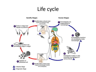 Life cycle
 
