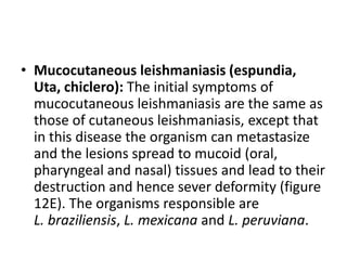 • Mucocutaneous leishmaniasis (espundia,
Uta, chiclero): The initial symptoms of
mucocutaneous leishmaniasis are the same as
those of cutaneous leishmaniasis, except that
in this disease the organism can metastasize
and the lesions spread to mucoid (oral,
pharyngeal and nasal) tissues and lead to their
destruction and hence sever deformity (figure
12E). The organisms responsible are
L. braziliensis, L. mexicana and L. peruviana.
 