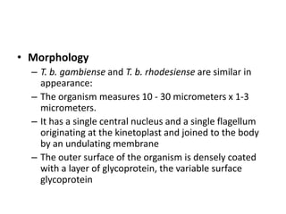• Morphology
– T. b. gambiense and T. b. rhodesiense are similar in
appearance:
– The organism measures 10 - 30 micrometers x 1-3
micrometers.
– It has a single central nucleus and a single flagellum
originating at the kinetoplast and joined to the body
by an undulating membrane
– The outer surface of the organism is densely coated
with a layer of glycoprotein, the variable surface
glycoprotein
 