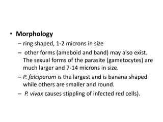 • Morphology
– ring shaped, 1-2 microns in size
– other forms (ameboid and band) may also exist.
The sexual forms of the parasite (gametocytes) are
much larger and 7-14 microns in size.
– P. falciparum is the largest and is banana shaped
while others are smaller and round.
– P. vivax causes stippling of infected red cells).
 