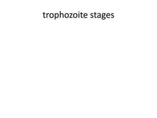 trophozoite stages
 