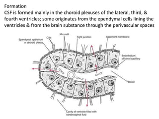 Formation
CSF is formed mainly in the choroid plexuses of the lateral, third, &
fourth ventricles; some originates from the ependymal cells lining the
ventricles & from the brain substance through the perivascular spaces
 