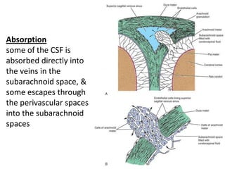 Absorption
some of the CSF is
absorbed directly into
the veins in the
subarachnoid space, &
some escapes through
the perivascular spaces
into the subarachnoid
spaces
 