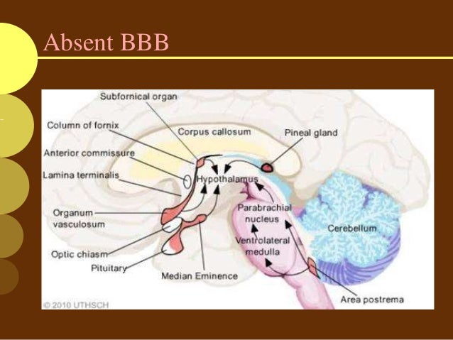 Blood brain barrier