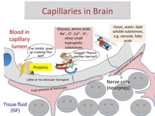 Blood brain barrier 2013_nw | PDF