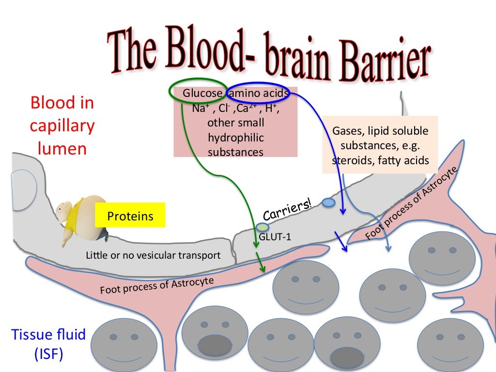 blood brain barrier function blood brain barrier function