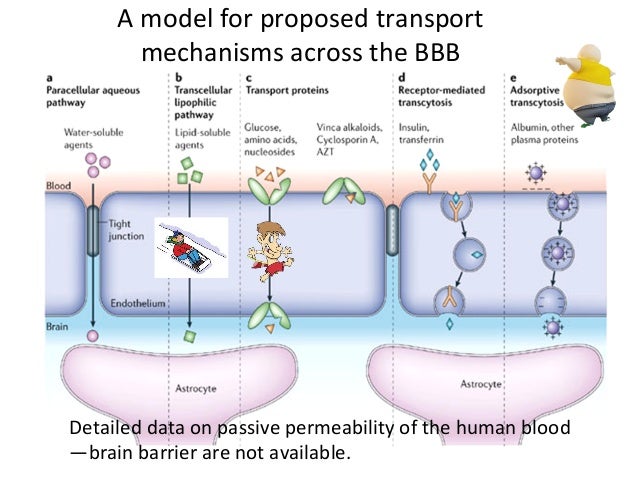 Blood Brain Barrier Anatomy