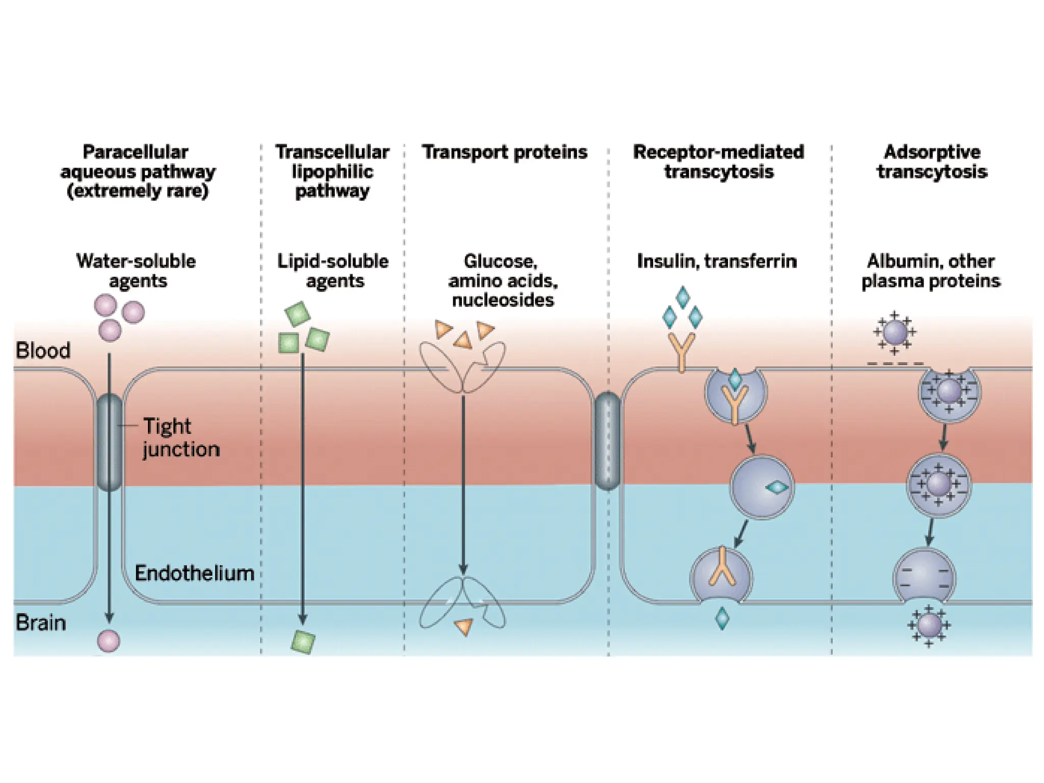 Blood brain barrier and transport.ertrpdf | PDF