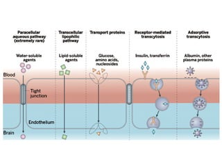 Blood brain barrier and transport.ertrpdf | PDF