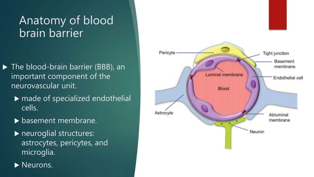 Blood brain barrier | PPTX | Brain and Nervous System Disorders ...