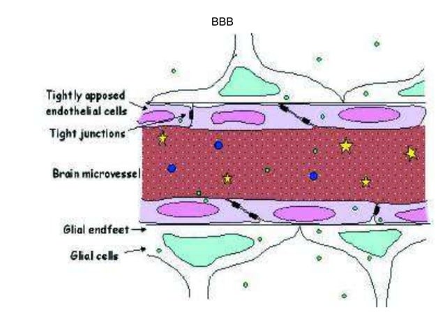 Blood brain barrier ppt. | PPTX | Brain and Nervous System Disorders ...
