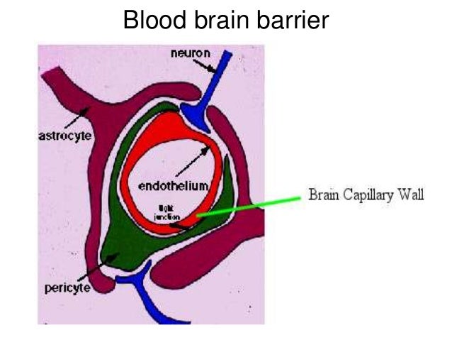 Blood Brain Barrier Ppt