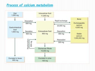 Process of calcium metabolism
 