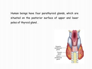 Human beings have four parathyroid glands, which are
situated on the posterior surface of upper and lower
poles of thyroid gland .
 