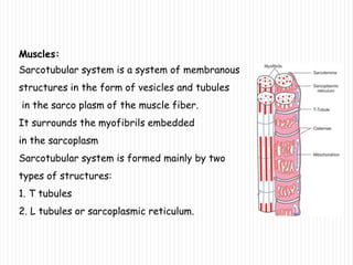 Muscles:
Sarcotubular system is a system of membranous
structures in the form of vesicles and tubules
in the sarco plasm of the muscle fiber.
It surrounds the myofibrils embedded
in the sarcoplasm
Sarcotubular system is formed mainly by two
types of structures:
1. T tubules
2. L tubules or sarcoplasmic reticulum.
 
