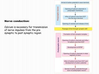 Nerve conduction:
Calcium is necessary for transmission
of nerve impulses from the pre
synaptic to post synaptic region
 