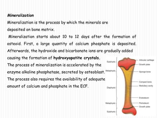 Mineralization
Mineralization is the process by which the minerals are
deposited on bone matrix.
Mineralization starts about 10 to 12 days after the formation of
osteoid. First, a large quantity of calcium phosphate is deposited.
Afterwards, the hydroxide and bicarbonate ions are gradually added
causing the formation of hydroxyapatite crystals.
The process of mineralization is accelerated by the
enzyme alkaline phosphatase, secreted by osteoblast.
The process also requires the availability of adequate
amount of calcium and phosphate in the ECF.
 