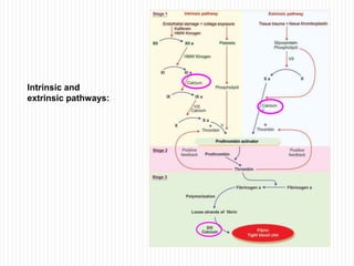 Intrinsic and
extrinsic pathways:
 