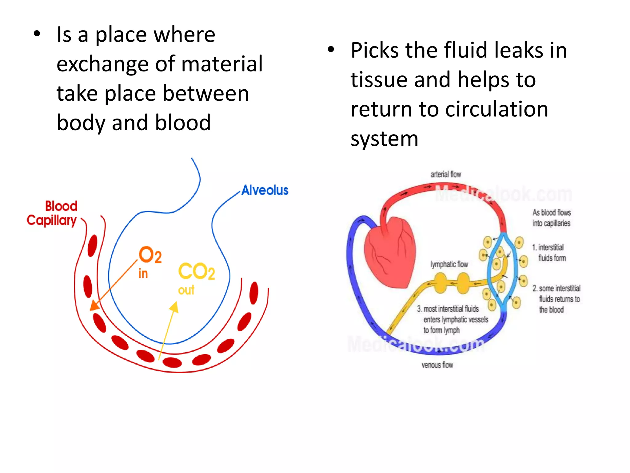 From Zero To Hero: Mastering Lymphatic Capillary Identification - 6qm6qca