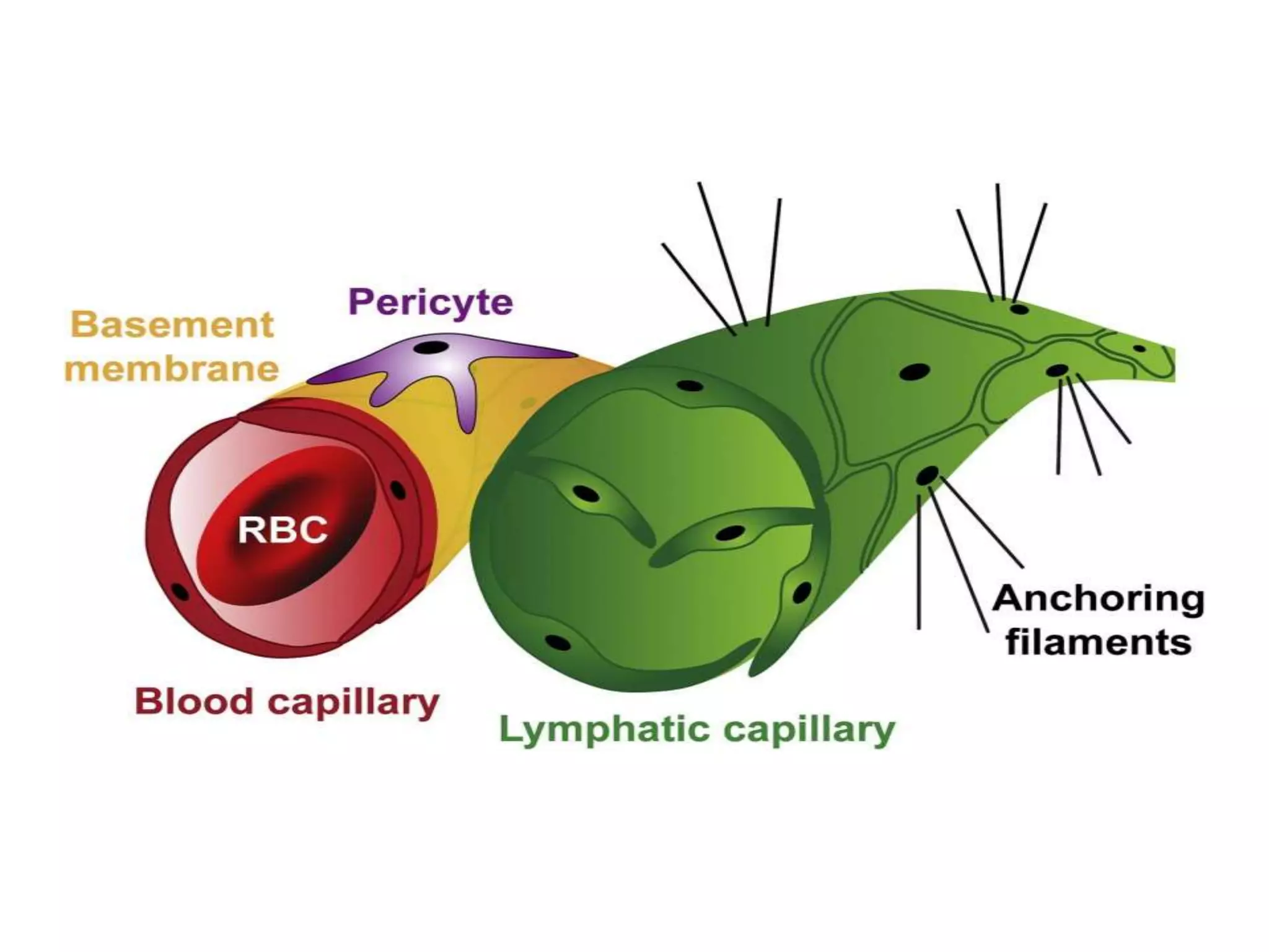 From Zero To Hero: Mastering Lymphatic Capillary Identification - mtn1z7q