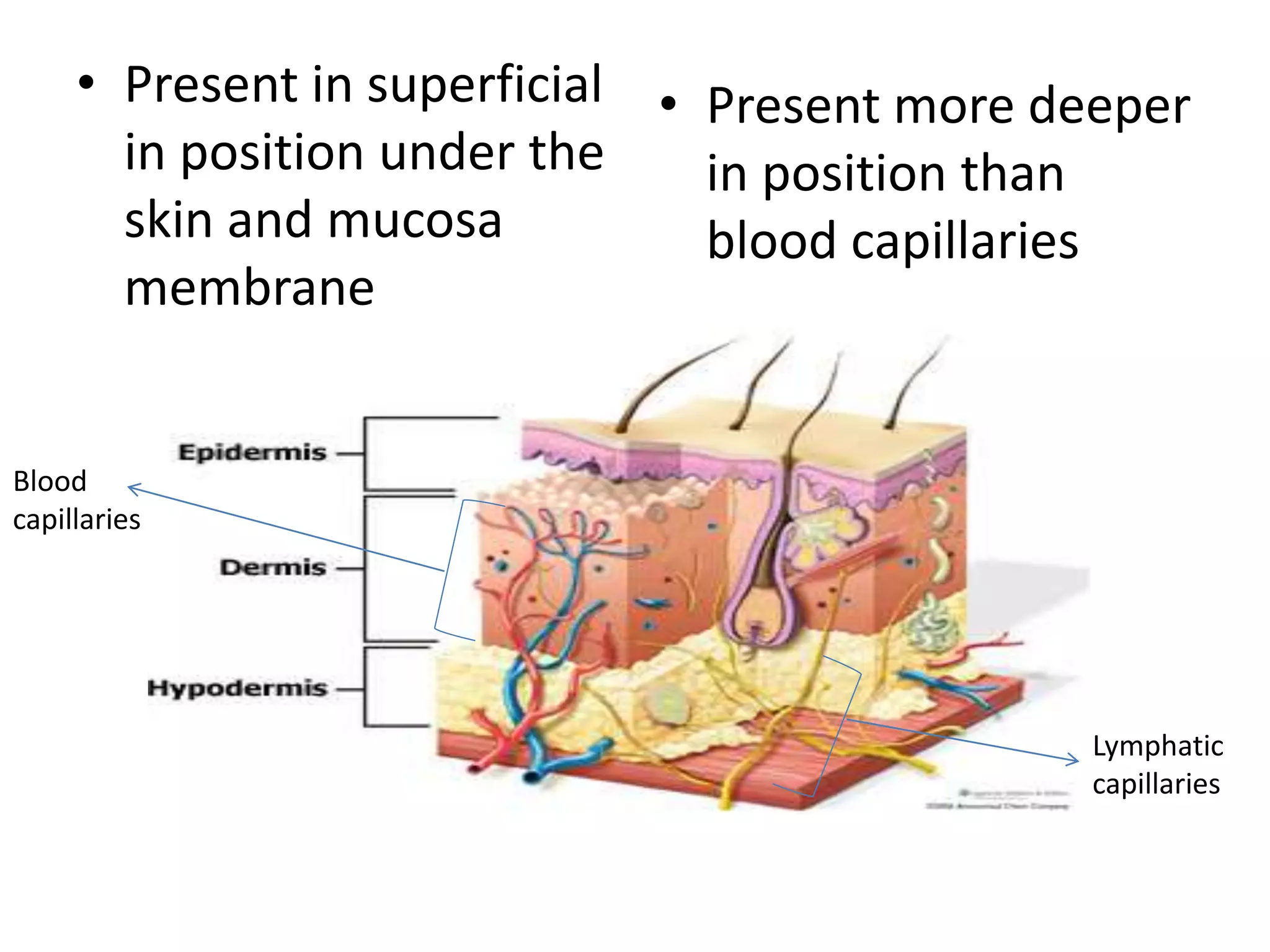Unlocking The Mystery Of Lymphatic Capillary Anatomy - 6nx7g76