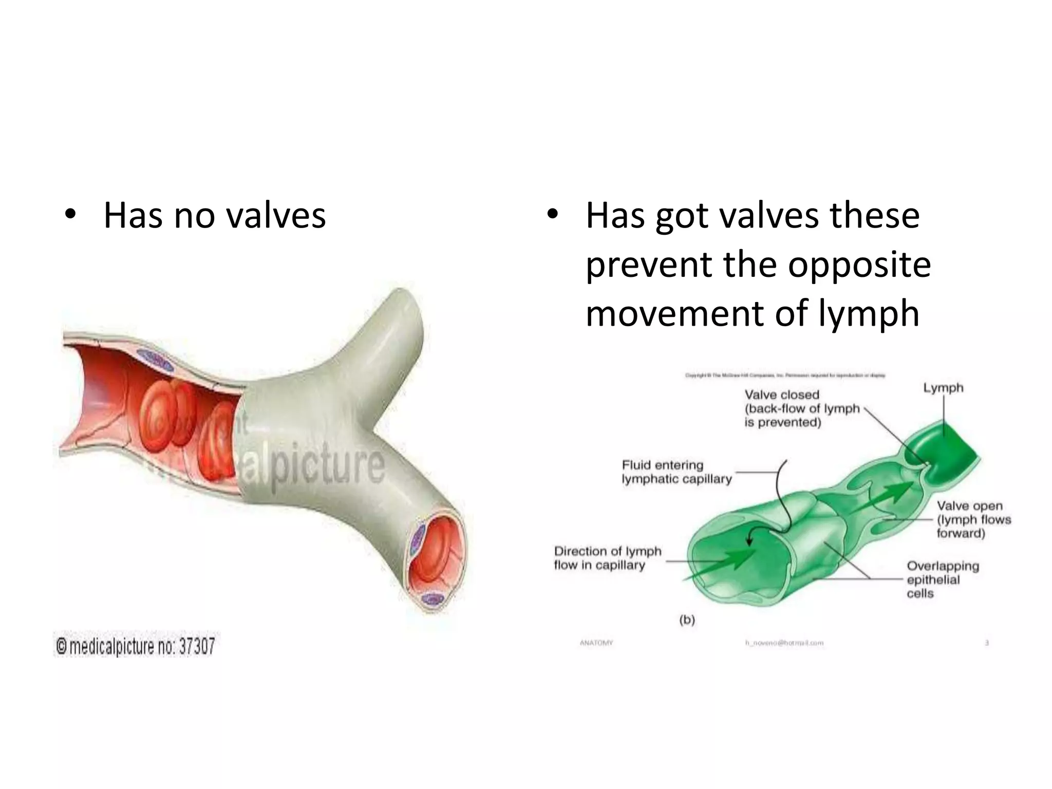 Unlocking The Mystery Of Lymphatic Capillary Anatomy - q9ixoq4