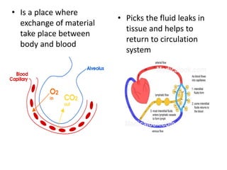 • Is a place where
exchange of material
take place between
body and blood
• Picks the fluid leaks in
tissue and helps to
return to circulation
system
 