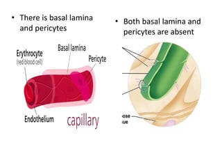• There is basal lamina
and pericytes
• Both basal lamina and
pericytes are absent
 