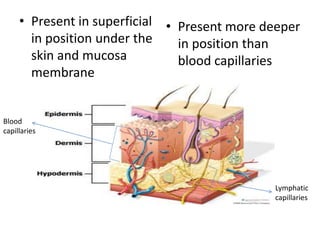• Present in superficial
in position under the
skin and mucosa
membrane
• Present more deeper
in position than
blood capillaries
Lymphatic
capillaries
Blood
capillaries
 