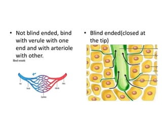 • Not blind ended, bind
with verule with one
end and with arteriole
with other.
• Blind ended(closed at
the tip)
 