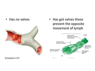 • Has no valves • Has got valves these
prevent the opposite
movement of lymph
 