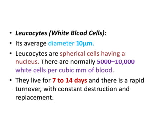 • Leucocytes (White Blood Cells):
• Its average diameter 10µm.
• Leucocytes are spherical cells having a
nucleus. There are normally 5000–10,000
white cells per cubic mm of blood.
• They live for 7 to 14 days and there is a rapid
turnover, with constant destruction and
replacement.
 