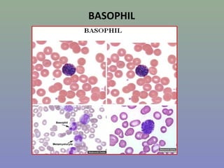Blood cell counting | PPT
