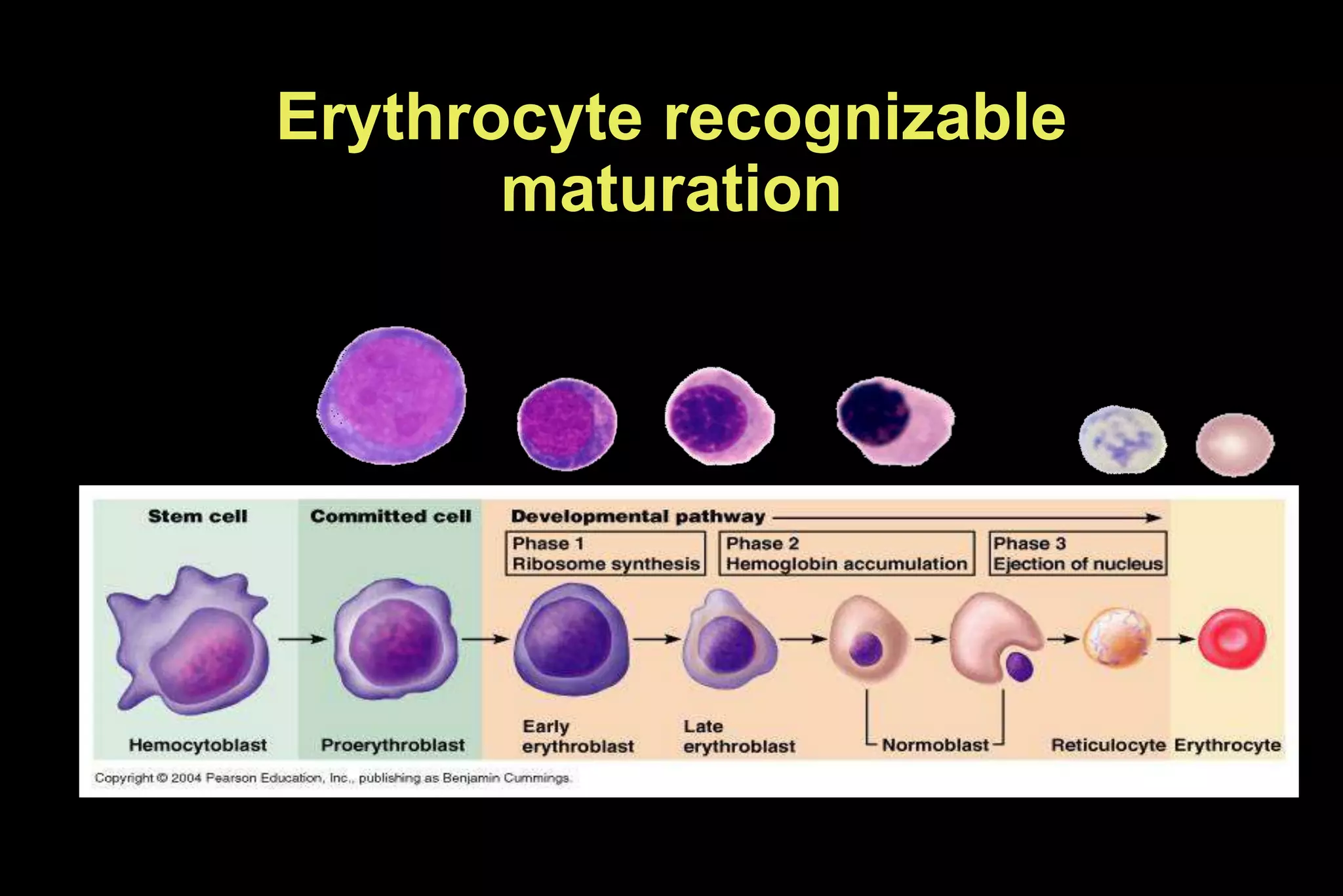 Erythrocyte recognizable
maturation
 