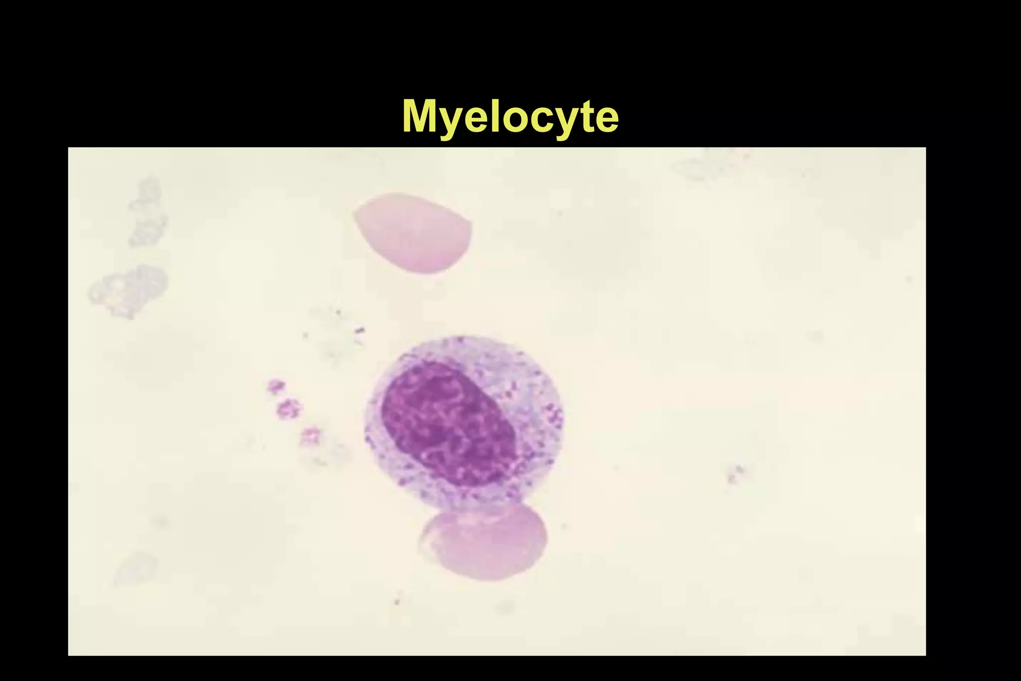 Myelocyte
 