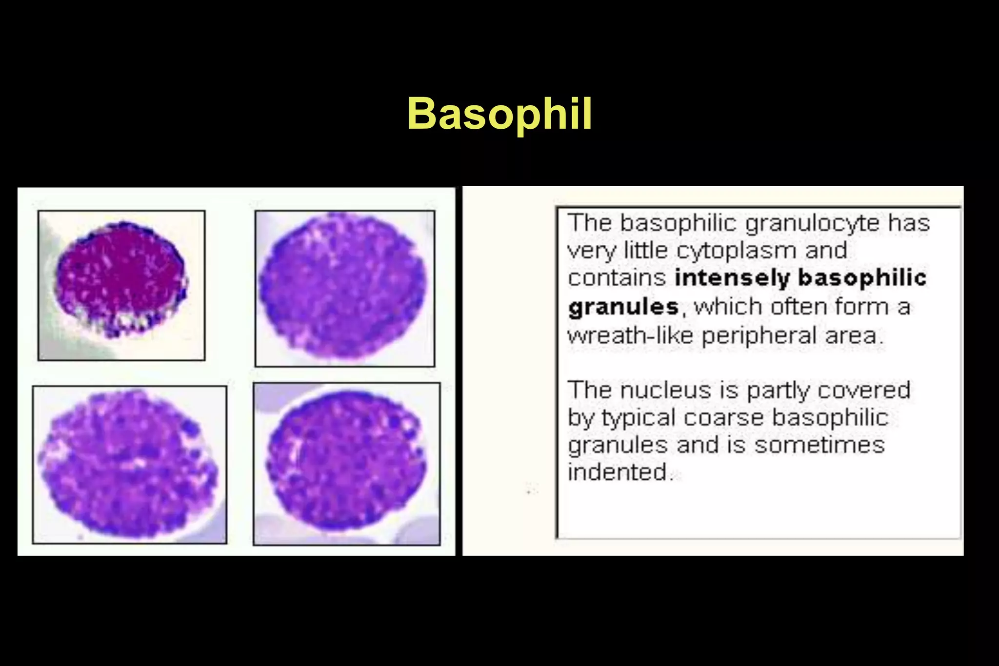 Basophil
 