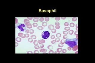 Blood cell morphology.ppt