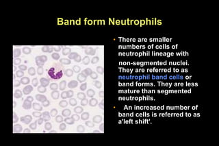 Blood cell morphology.ppt