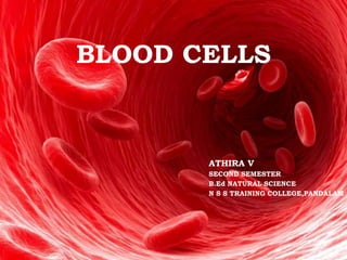 BLOOD CELLS
ATHIRA V
SECOND SEMESTER
B.Ed NATURAL SCIENCE
N S S TRAINING COLLEGE,PANDALAM
 