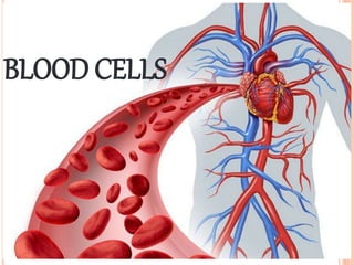 BLOOD CELLS
 
