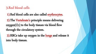 3.Red blood cells
1).Red blood cells are also called erythrocytes.
2).The Vertebrate’s principle means delivering
oxygen(O2) to the body tissues via blood flow
through the circulatory system.
3).RBCs take up oxygen in the lungs and release it
into body tissues.
 